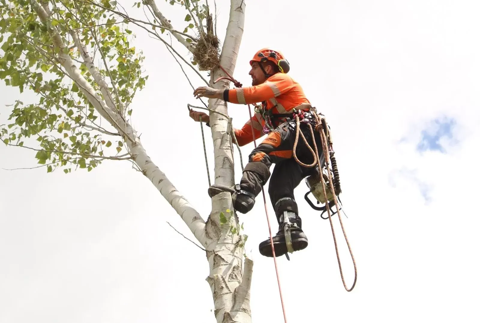 ArborCare Tree Company — Arborists in Gisborne