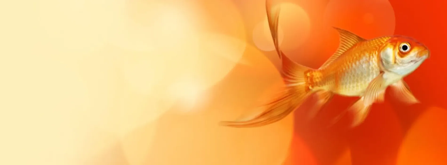 Goldfish Interactive Ltd — Website Designers in Tauranga