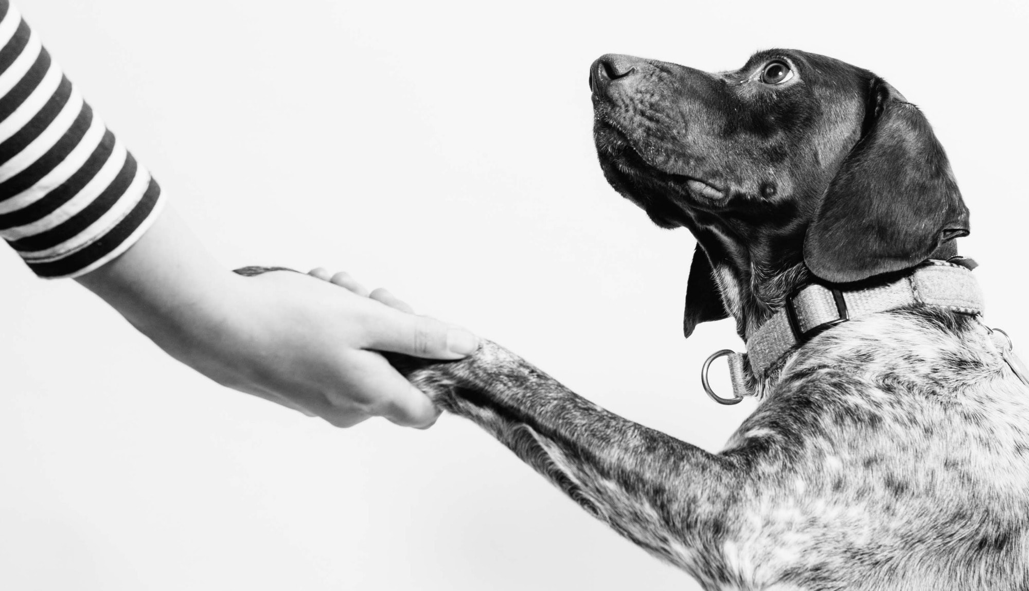 Underdog Design — Graphic Designers in Auckland