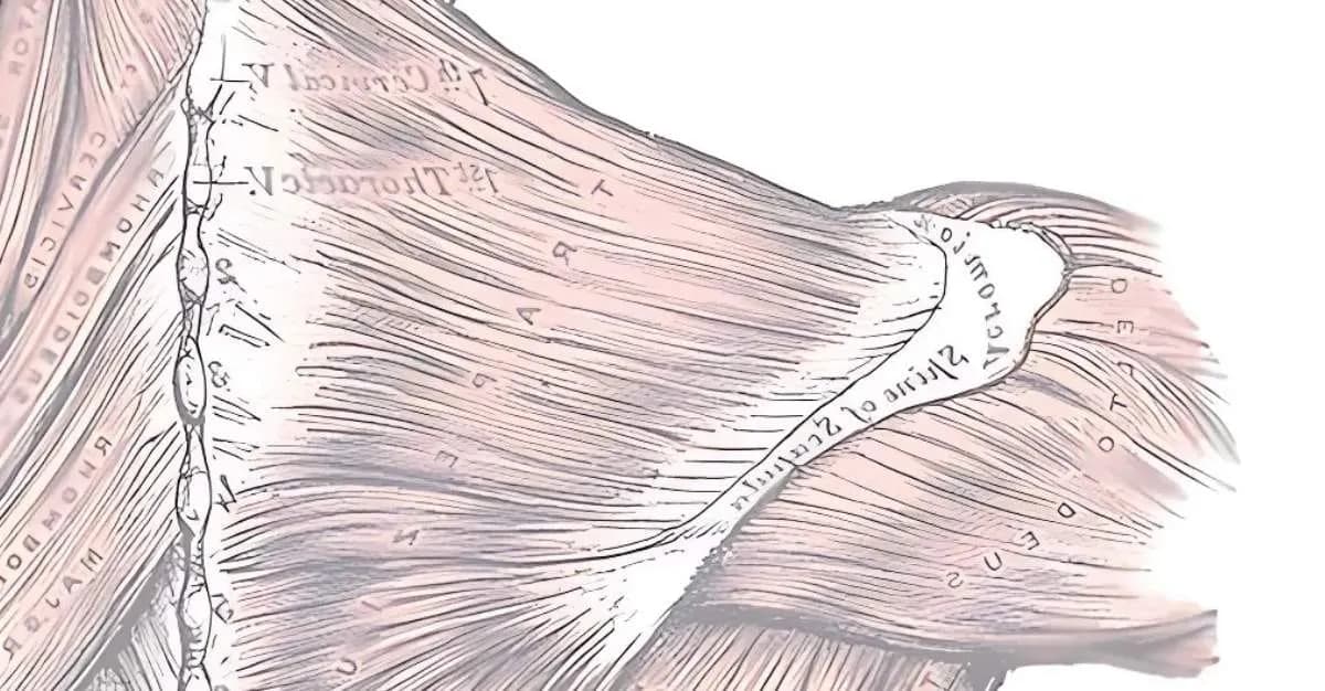 Muscles & Motion — Massage Therapists in Auckland