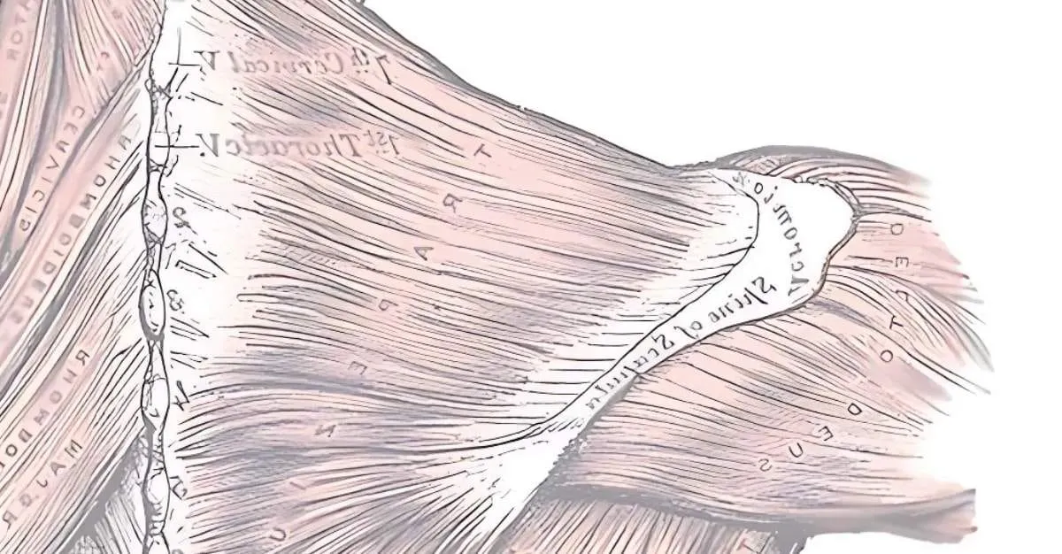 Muscles & Motion — Massage Therapists in Auckland