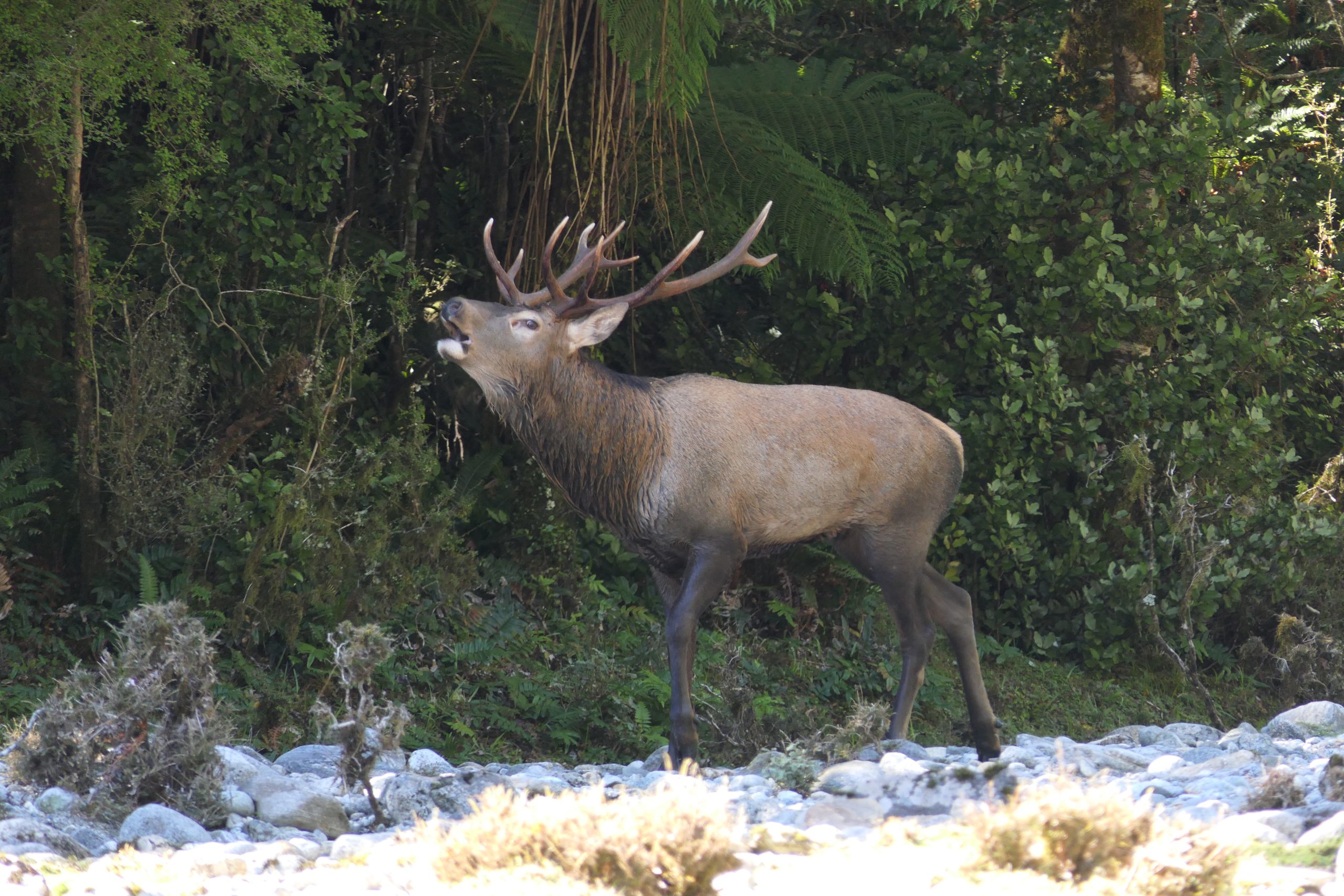 Fiordland Wapiti Foundation — Professional Services in Te Anau