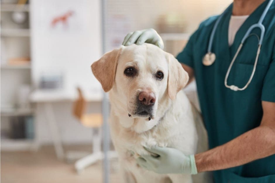 Vets in Broadmeadows on Business Directory
