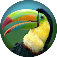 Toucan Media Ltd