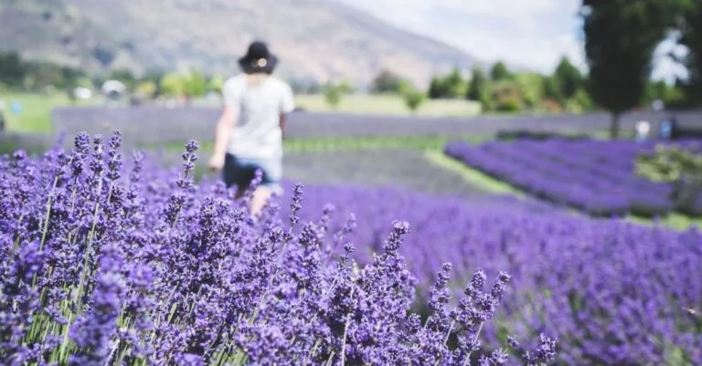 Wānaka Lavender Farm