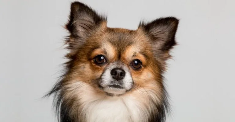 a pet dog grooming spa.jpg