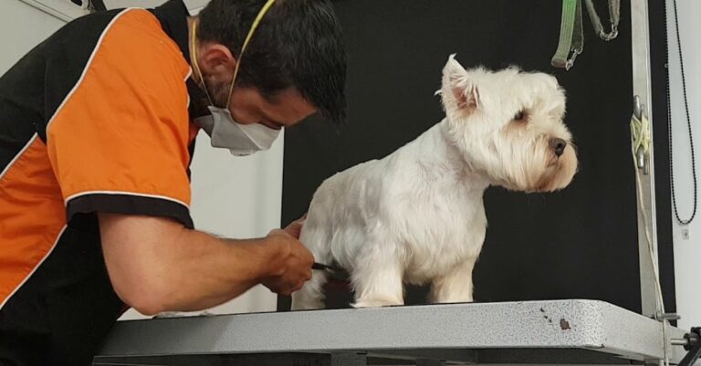 abbot dog grooming.jpg