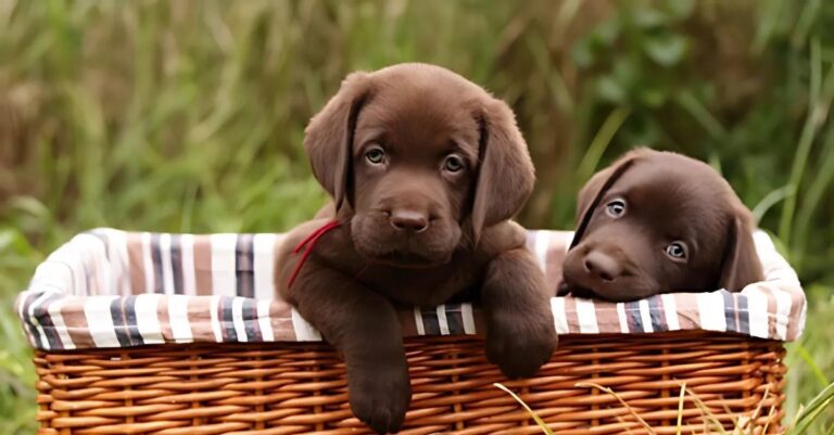 just 4 paws.jpg